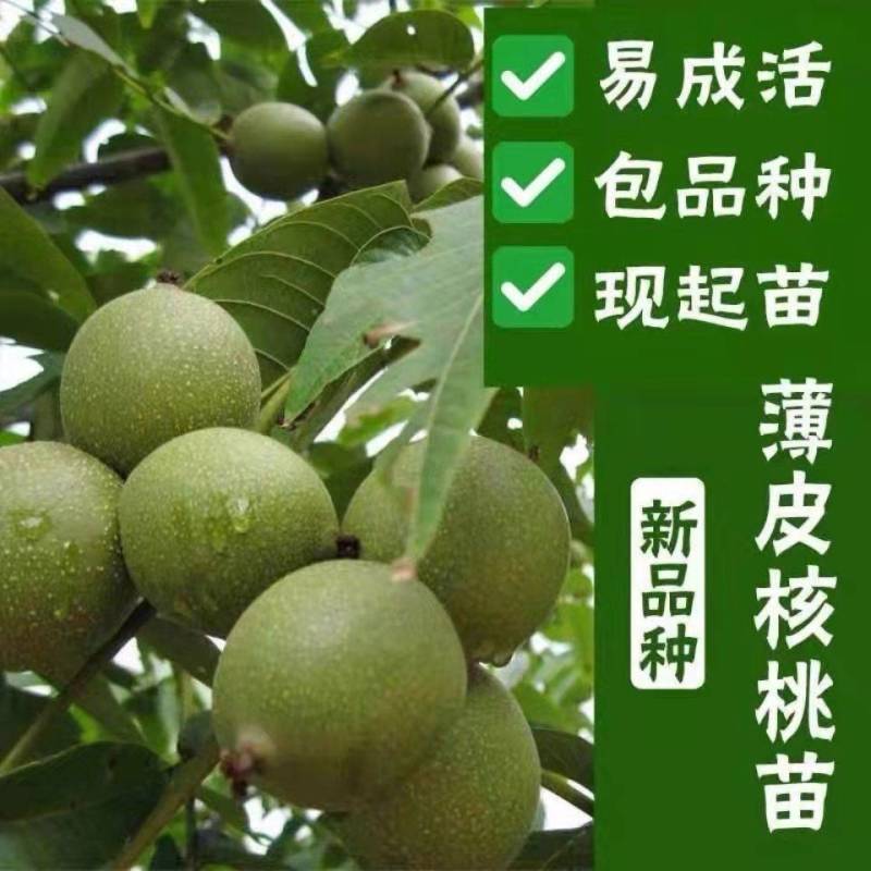 核桃树苗薄皮8518纸皮核桃果树果苗南方北方庭院盆栽地栽