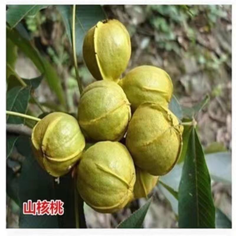 核桃树苗薄皮8518纸皮核桃果树果苗南方北方庭院盆栽地栽