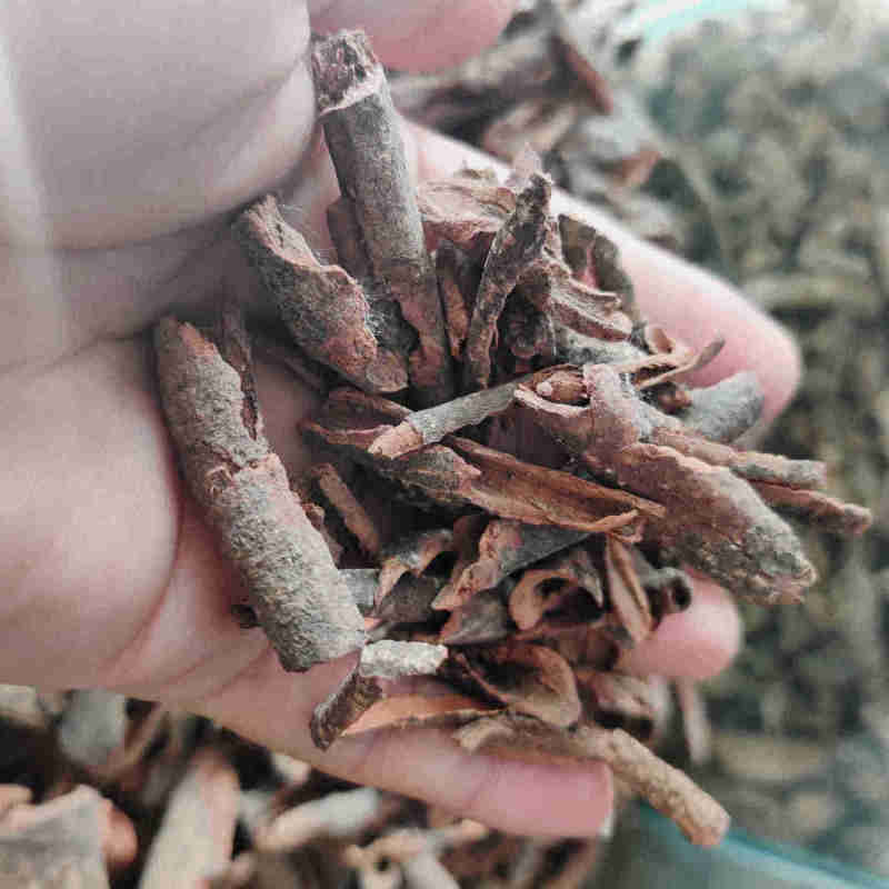 杜仲藤，红杜仲一手货源，产地直供道地药材，新货药味重