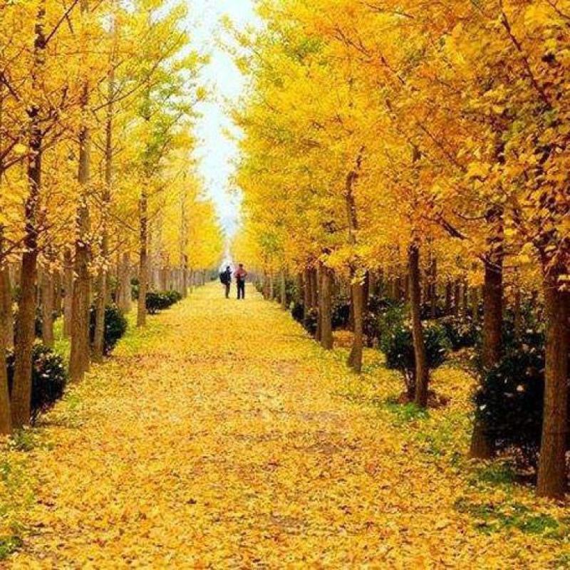 优质供应银杏1公分-40公分规格齐全树形优美