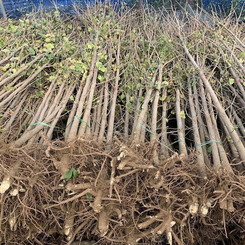 优质供应银杏1公分-40公分规格齐全树形优美