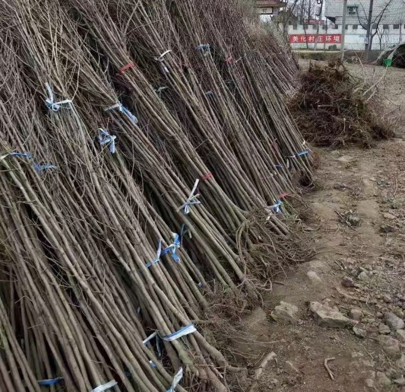 优质供应银杏1公分-40公分规格齐全树形优美