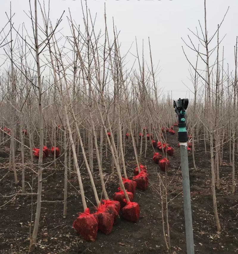 优质供应银杏1公分-40公分规格齐全树形优美