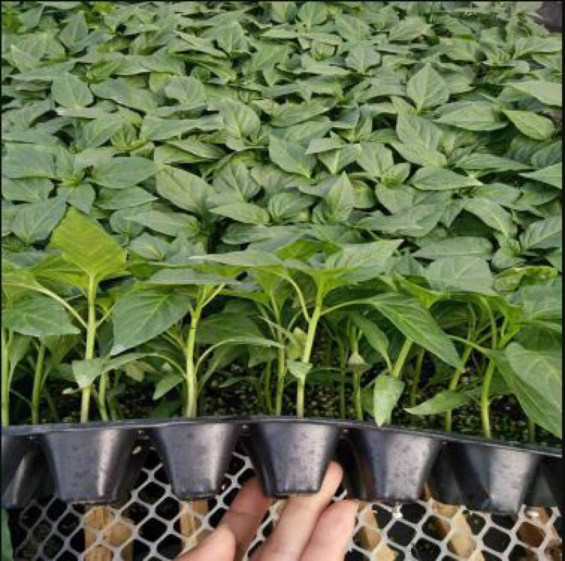 菜椒苗太空椒苗红黄彩椒苗甜椒苗红椒苗