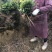 茶苗，福鼎大白茶，福选9号