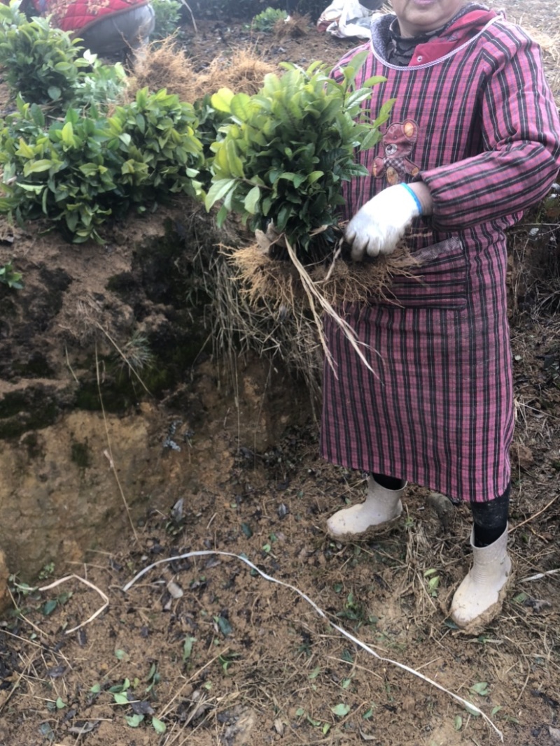 茶苗，福鼎大白茶，福选9号