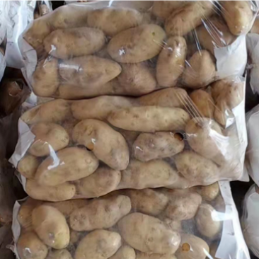 土豆。山东省聊城市东昌府区万亩蔬菜。量大货优