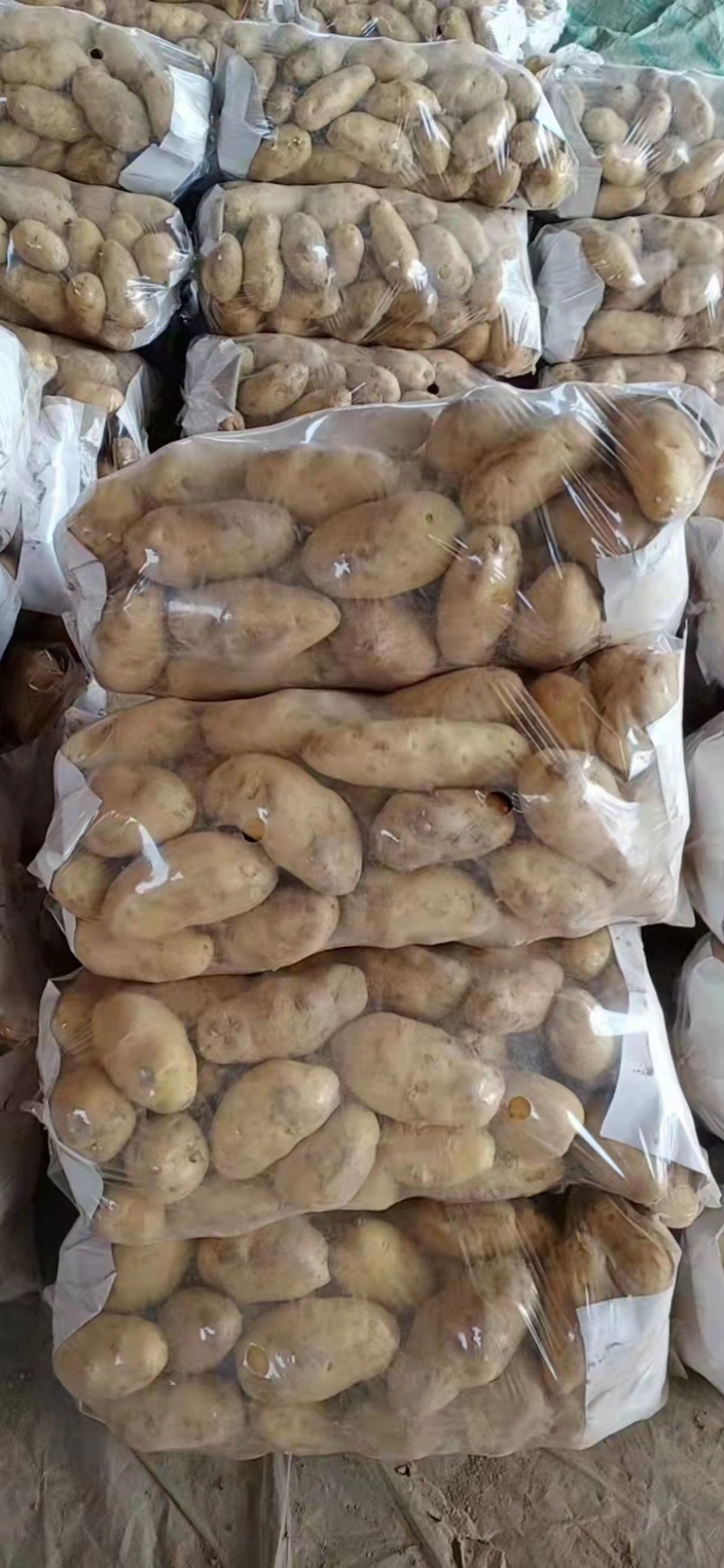 土豆。山东省聊城市东昌府区万亩蔬菜。量大货优