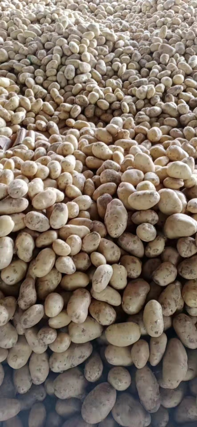 土豆。山东省聊城市东昌府区万亩蔬菜。量大货优