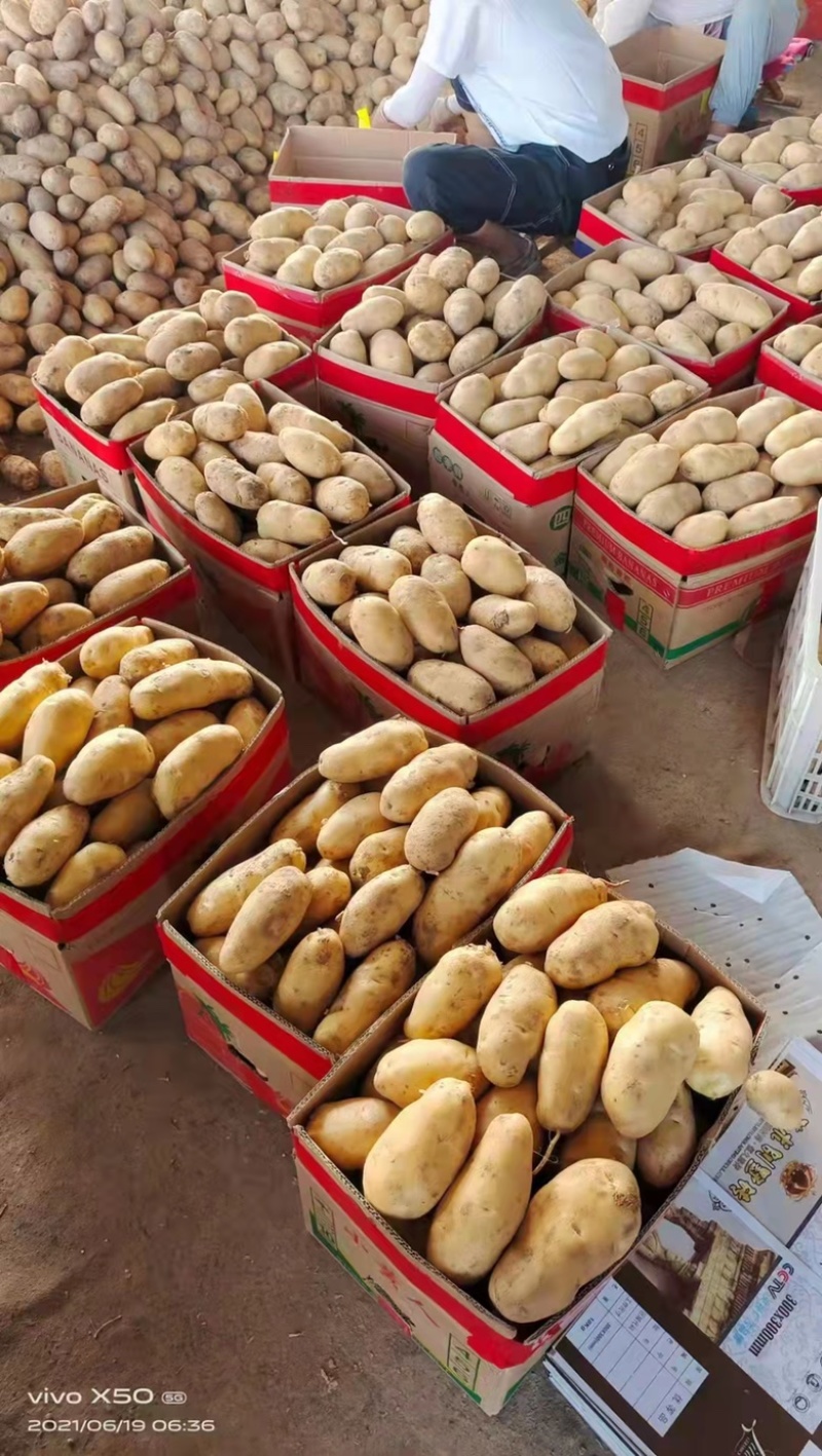土豆。山东省聊城市东昌府区万亩蔬菜。量大货优