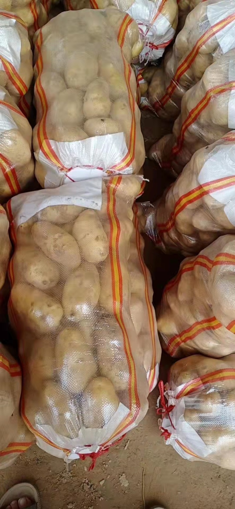土豆。山东省聊城市东昌府区万亩蔬菜。量大货优