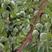 蜂糖李树苗，三年苗,挂果发货早熟品种，产量高