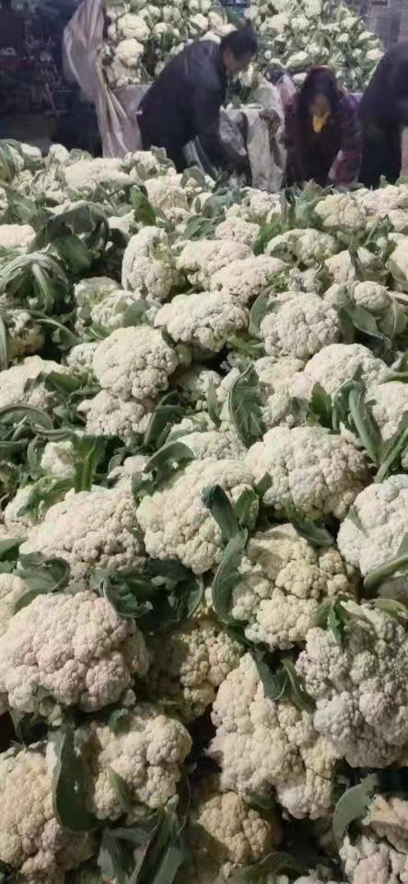 山东省聊城产地大棚有机菜花松花菜上市中，质量好