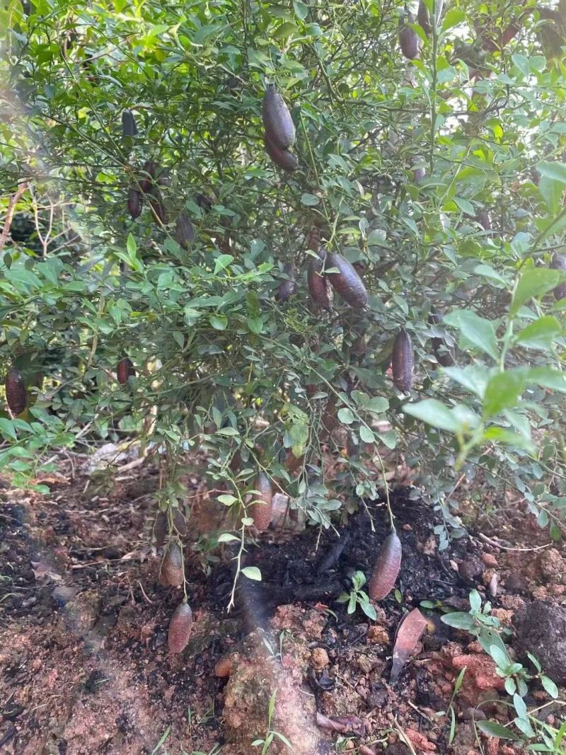 澳洲手指柠檬苗澳洲血柠苗指橙盆栽树苗带土红肉保湿鲜