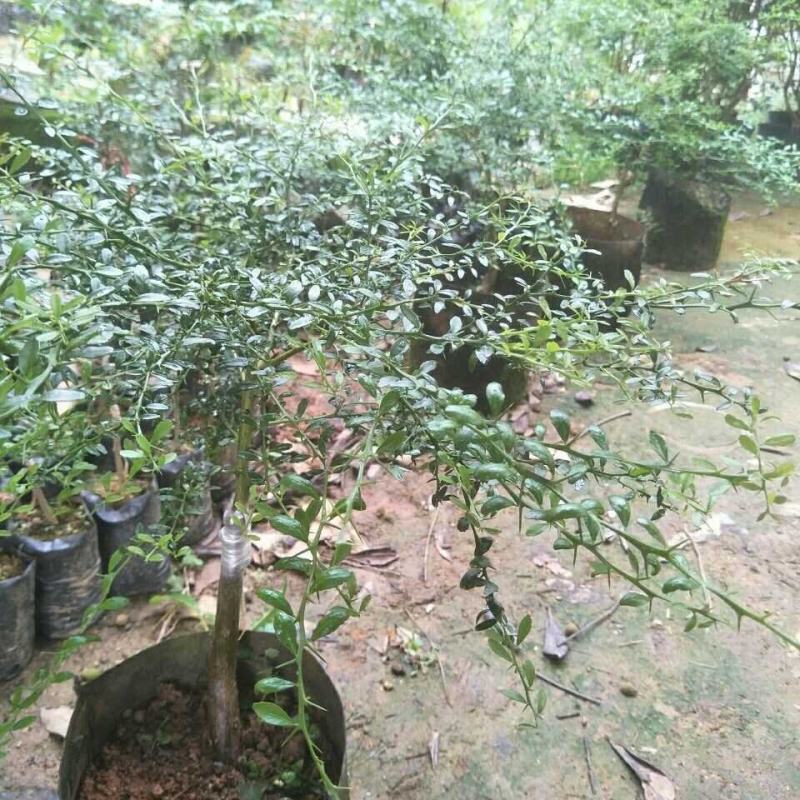 澳洲手指柠檬苗澳洲血柠苗指橙盆栽树苗带土红肉保湿鲜