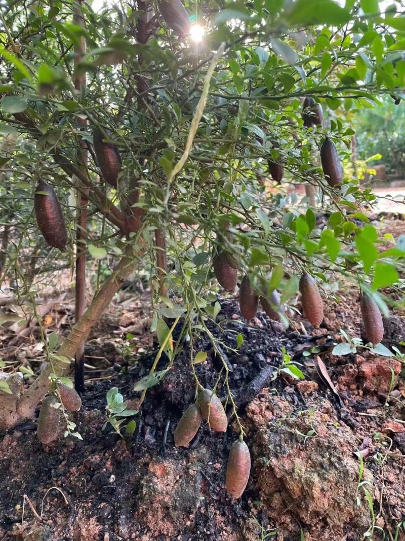 澳洲手指柠檬苗澳洲血柠苗指橙盆栽树苗带土红肉保湿鲜