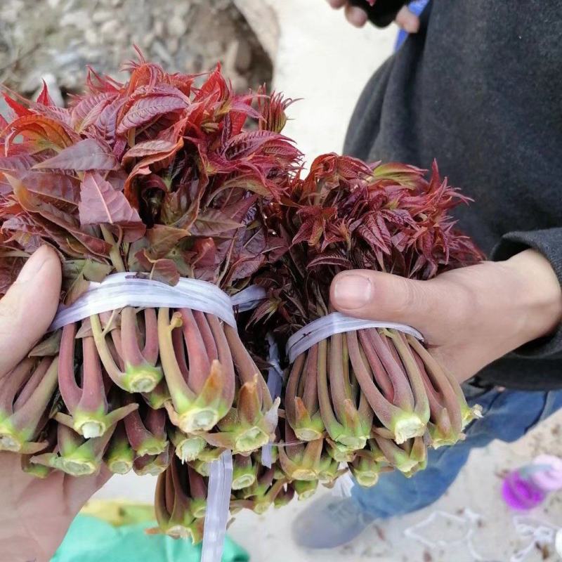 香椿芽纯野生红油香椿芽。质量有保证。刚上市，