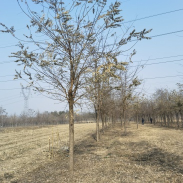 刺槐基地，自产自销，主营5到25公分刺槐，成活率高