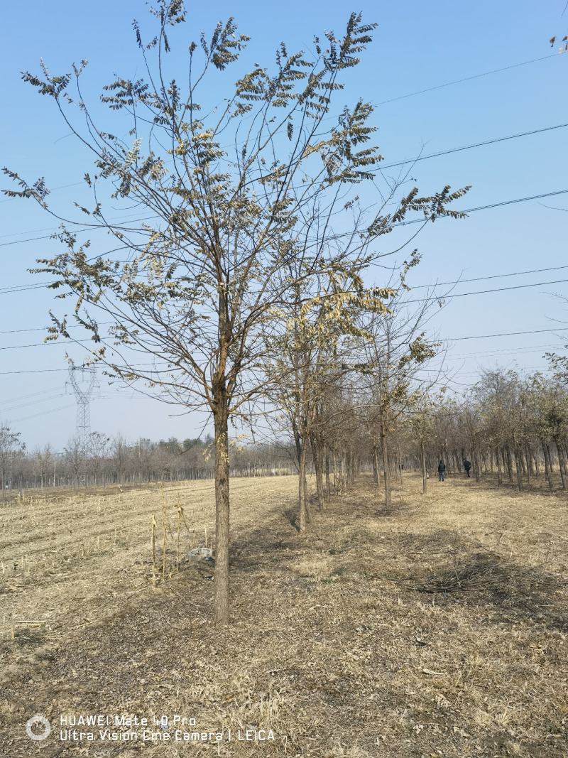 刺槐基地，自产自销，主营5到25公分刺槐，成活率高