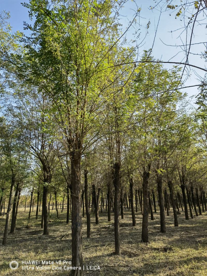 刺槐基地，自产自销，主营5到25公分刺槐，成活率高