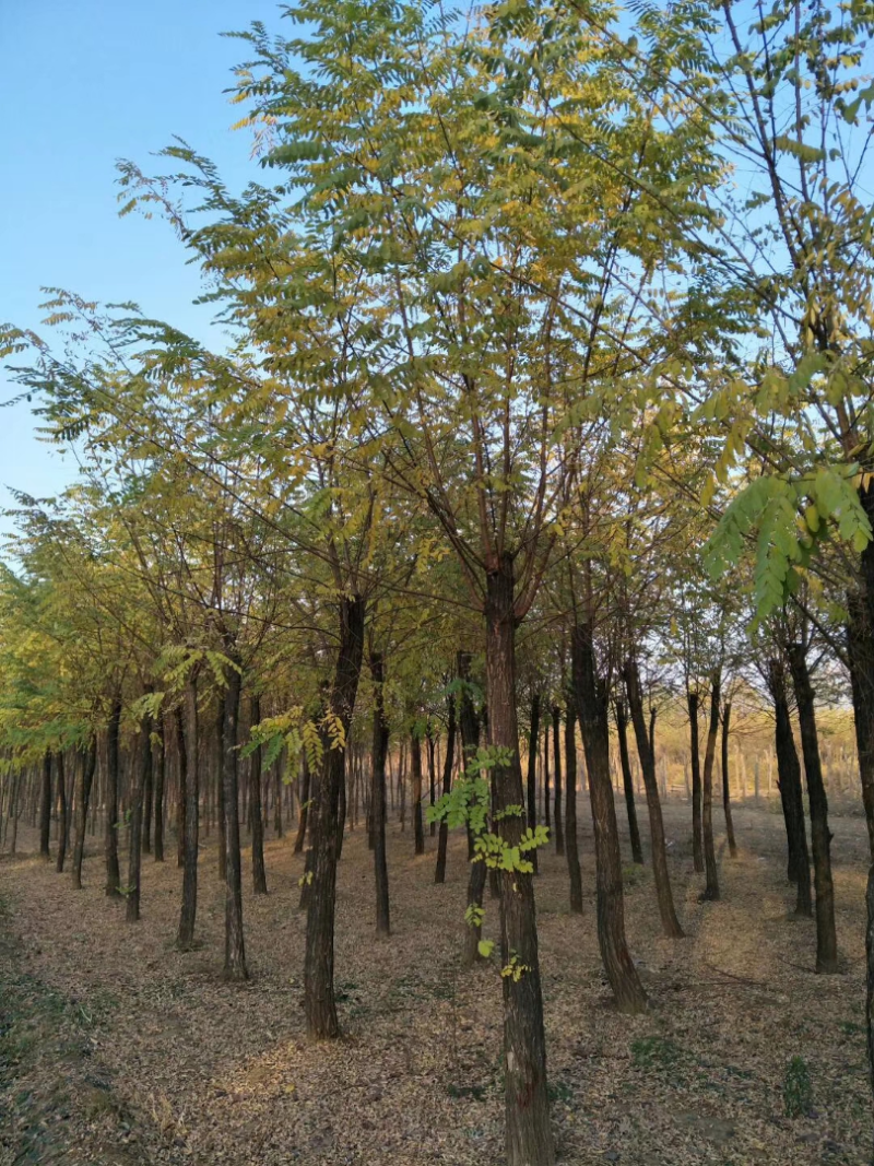 刺槐基地，自产自销，主营5到25公分刺槐，成活率高