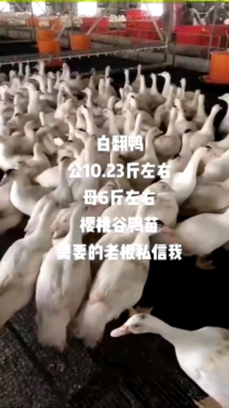 正常出售白番公鸭十斤以上白番母鸭六斤左右