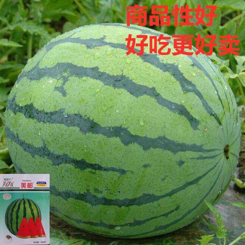 浙江宁波美都西瓜种子京西瓜种麒麟西瓜