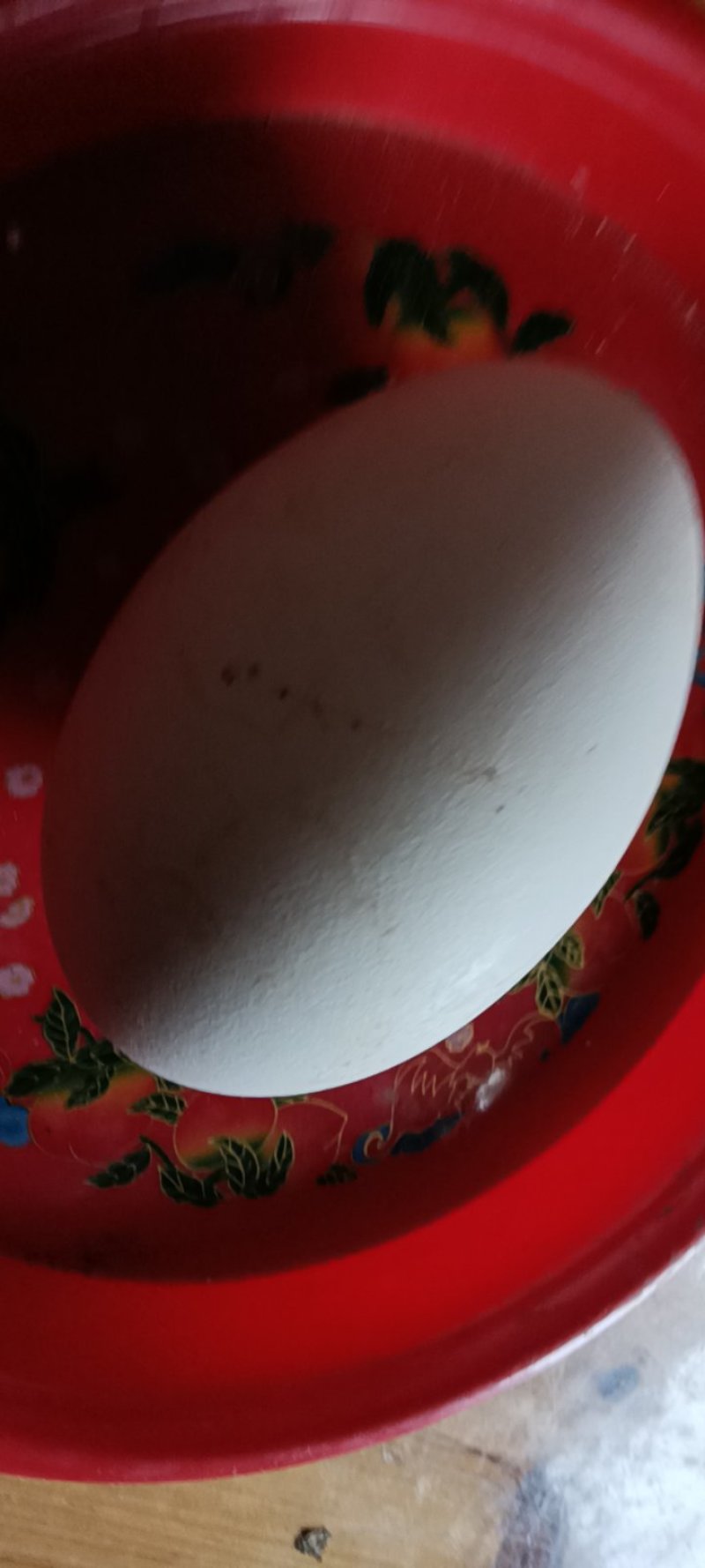 新鲜农家大鹅蛋，现捡现发质量好，6颗一件包邮。