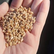 龙麦高筋小麦容重810水份13.8蛋白14