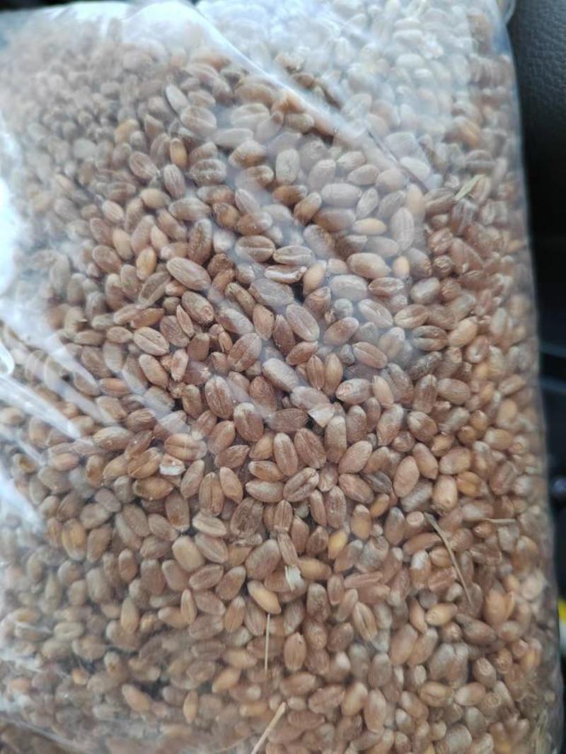 龙麦高筋小麦容重810水份13.8蛋白14
