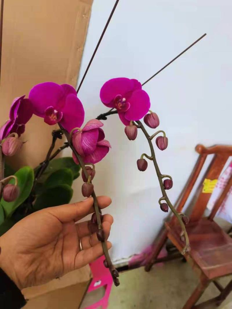 特级大辣椒三寸加高特级大辣椒蝴蝶兰盆花