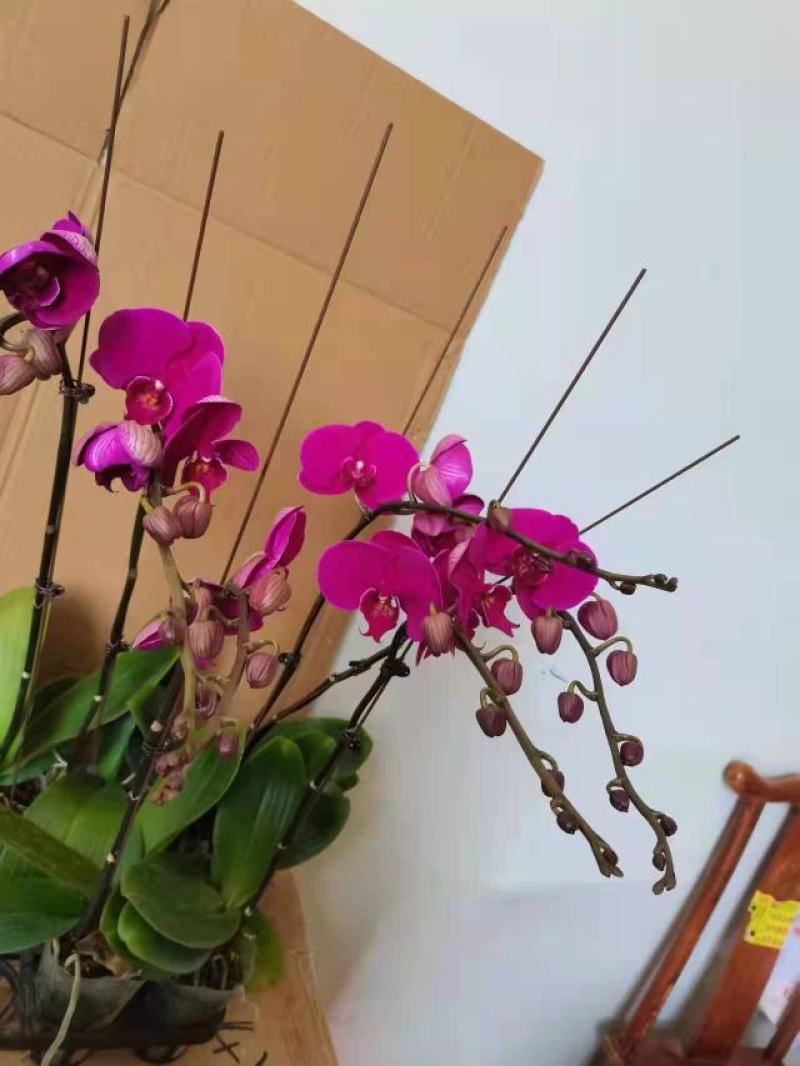 特级大辣椒三寸加高特级大辣椒蝴蝶兰盆花