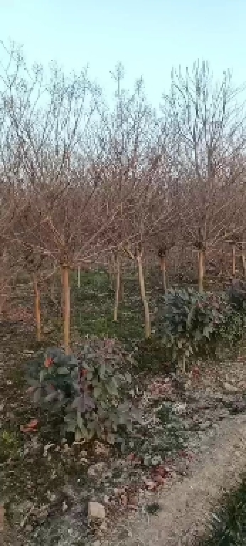 玫瑰红紫薇五六公分几千棵一级树商丘货源