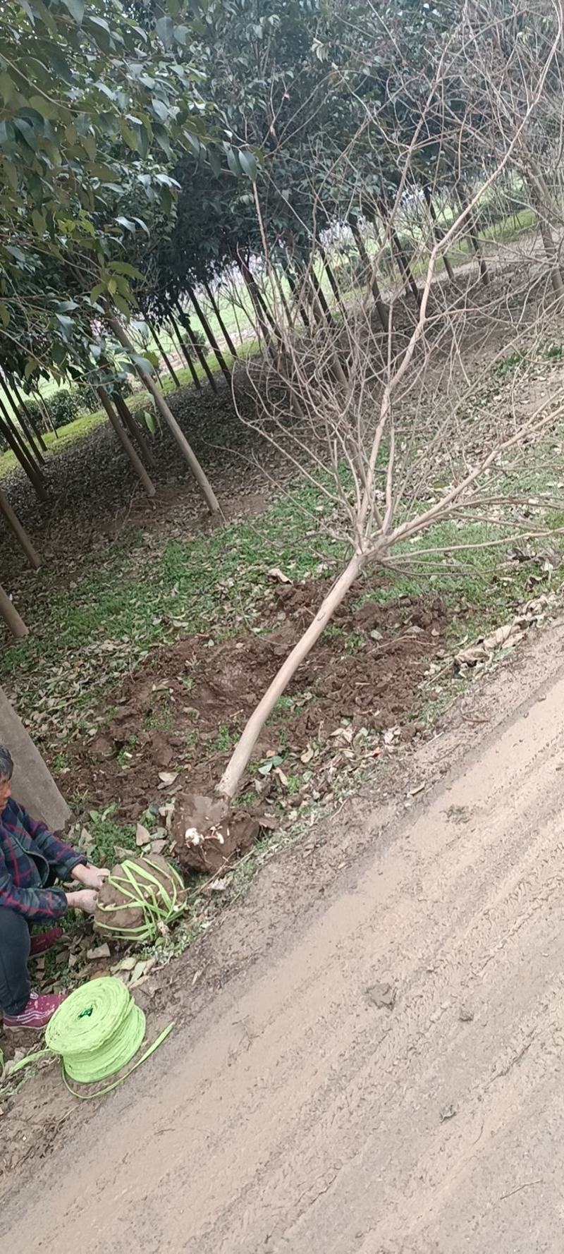 玫瑰红紫薇五六公分几千棵一级树商丘货源