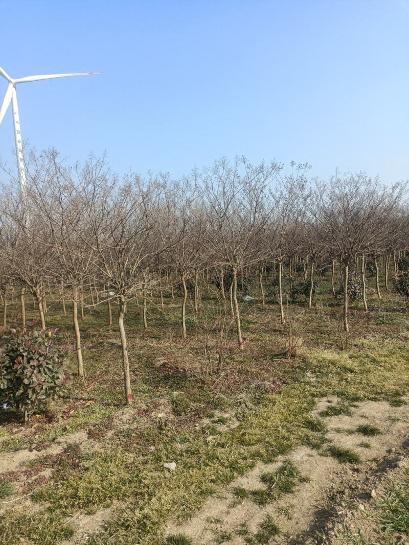 玫瑰红紫薇五六公分几千棵一级树商丘货源