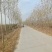 速生白蜡苗两三公分！白蜡树3/15公分，商丘货源