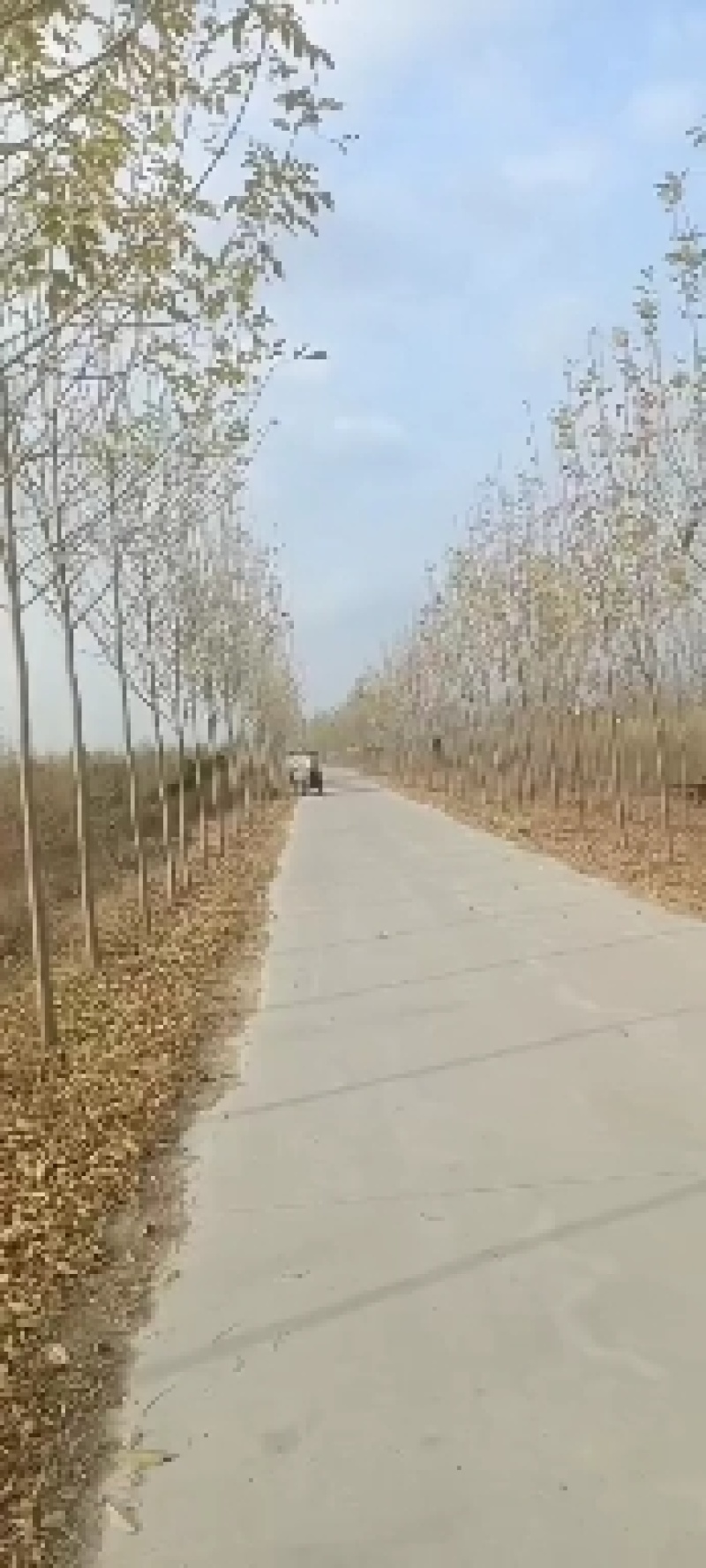 速生白蜡苗两三公分！白蜡树3/15公分，商丘货源
