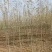 速生白蜡苗两三公分！白蜡树3/15公分，商丘货源