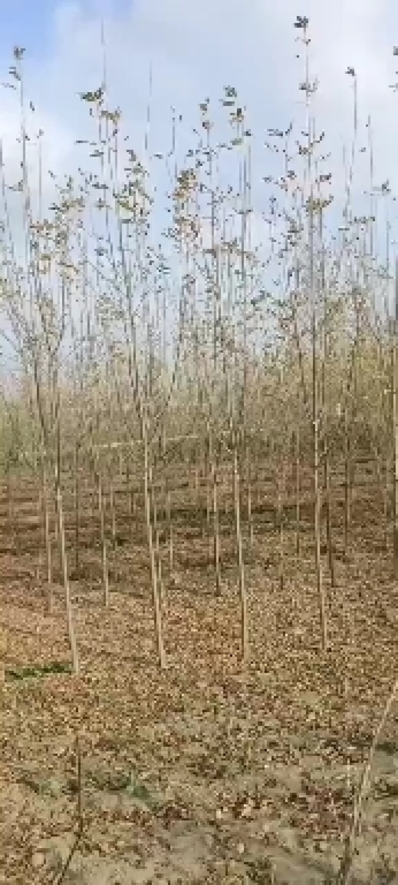 速生白蜡苗两三公分！白蜡树3/15公分，商丘货源