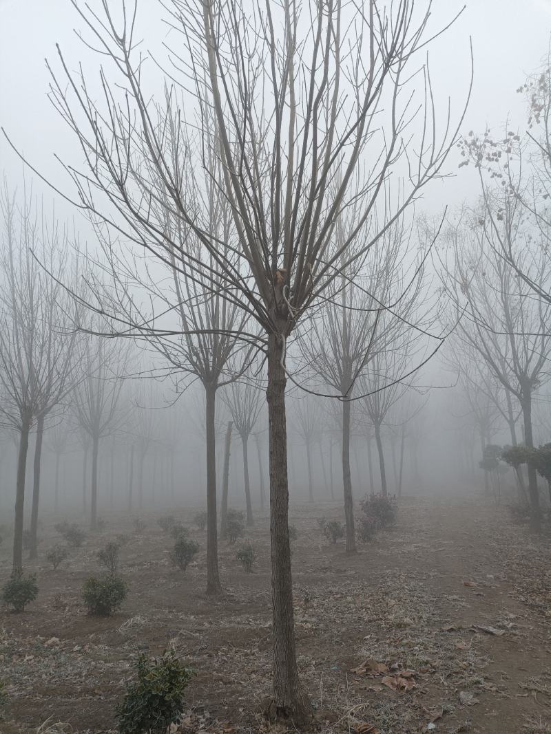 速生白蜡苗两三公分！白蜡树3/15公分，商丘货源