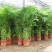 散尾葵大型绿植客厅室内盆栽植物阳台花卉盆景