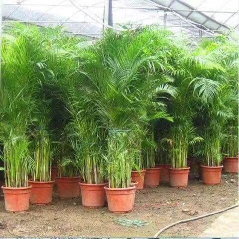 散尾葵大型绿植客厅室内盆栽植物阳台花卉盆景