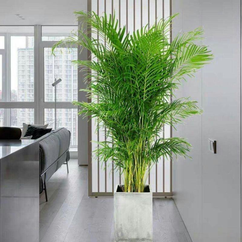 散尾葵大型绿植客厅室内盆栽植物阳台花卉盆景