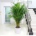 散尾葵大型绿植客厅室内盆栽植物阳台花卉盆景