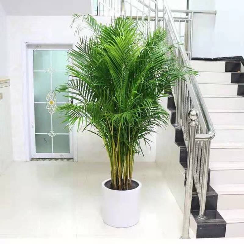 散尾葵大型绿植客厅室内盆栽植物阳台花卉盆景