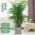 散尾葵大型绿植凤尾竹袖珍椰子客厅室内盆栽植物阳台花卉盆景