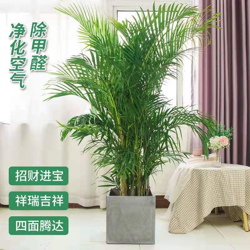 散尾葵大型绿植客厅室内盆栽植物阳台花卉盆景