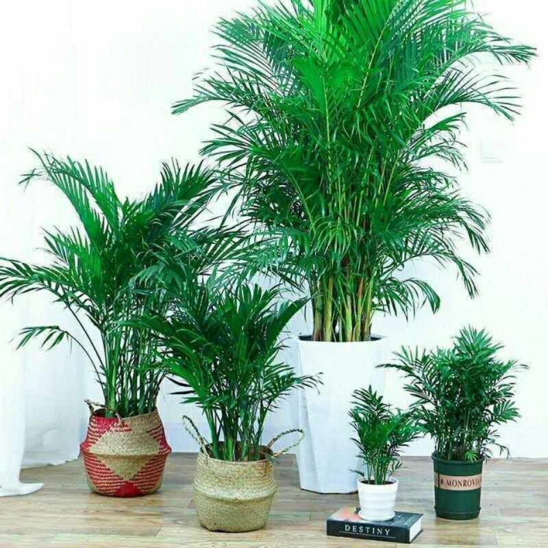 散尾葵大型绿植客厅室内盆栽植物阳台花卉盆景