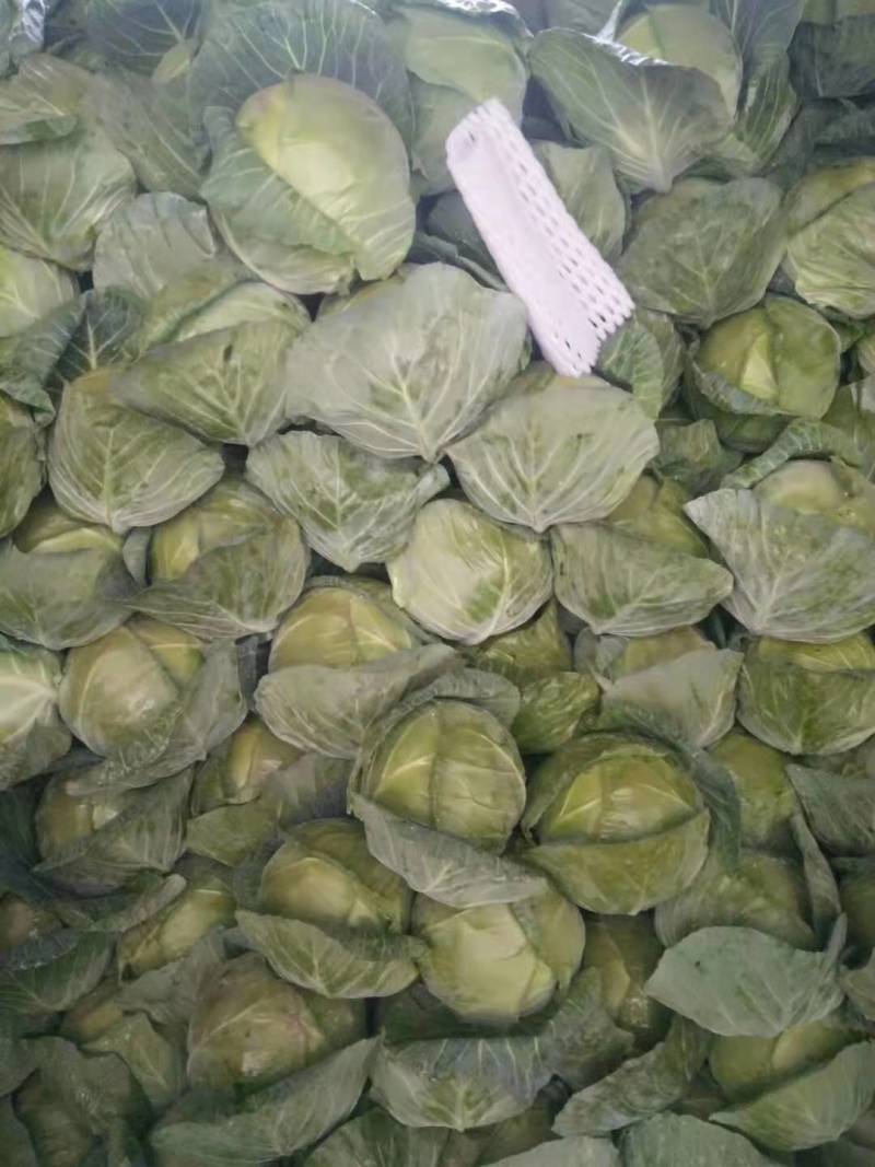 圆包菜云南高山中棵头甘蓝物美价廉，交通便利品质保证