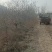 大量占地苹果树，一到15公分，优质品种商丘货源